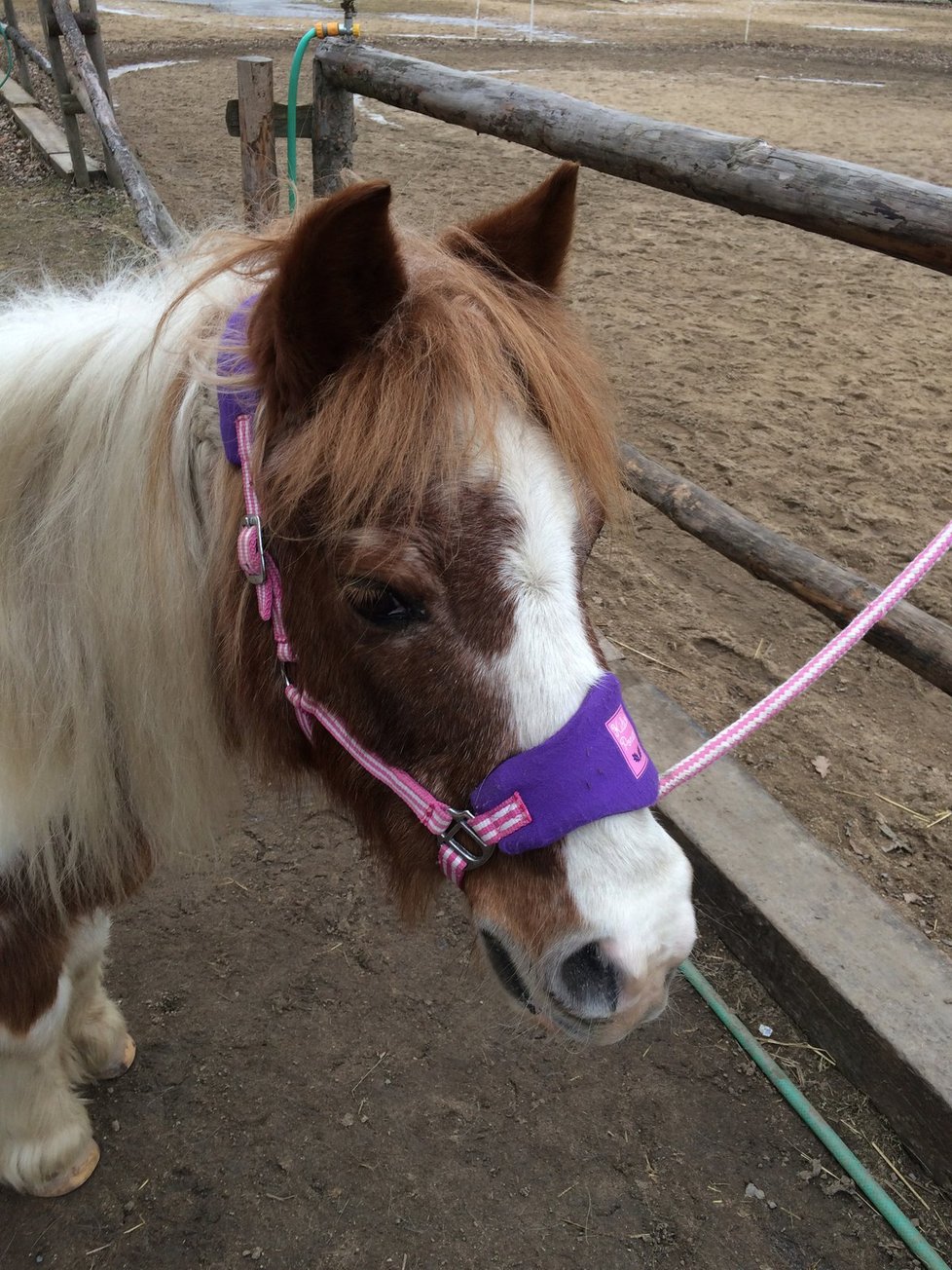 Pony školu založila Monika před 9 lety. Skloubila své dvě lásky – koně a děti.
