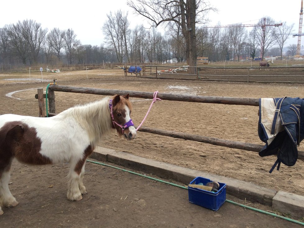 Pony školu založila Monika před 9 lety. Skloubila své dvě lásky – koně a děti.