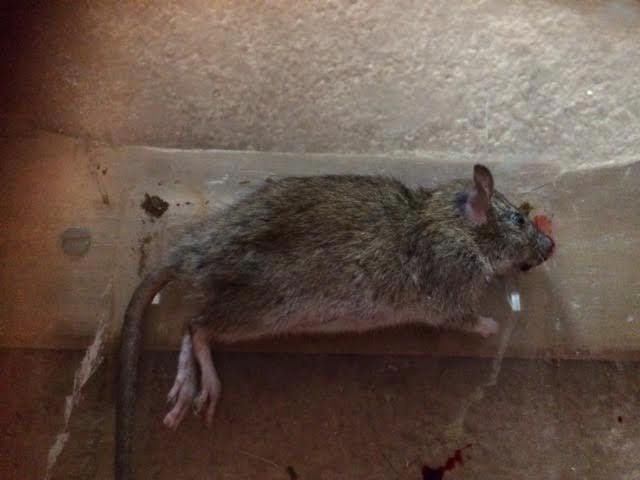 Potkan, který se probíhal Jarce (34) po kuchyni nepatřil k nejmenším