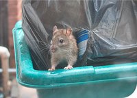 Potkani jsou téměř všude nejen v kanalizačních stokách