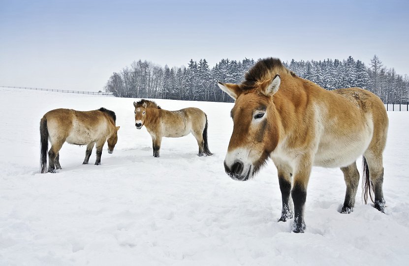 Koně převálského již několik fotografuje ředitel pražské zoo Miroslav Bobek.
