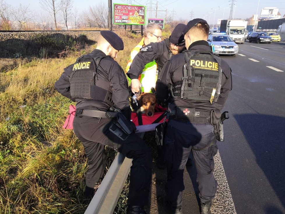 Účastníkem nehody byl i pejsek, o kterého se policisté postarali a předali ho veterinární záchranné službě.