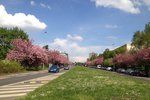Takto rozkvetlá bývá ulice V Olšinách na jaře. Letos sakury ale už nevykvetou.