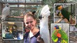 V Botanické zahradě vystavují opeřené exoty: Létající drahokamy, neposedné kakadu nebo papoušky ara