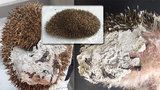 Rozvášněný ježek uvízl v betonu na Vinohradech. Bodlináče vysvobozovali a čistili hodiny