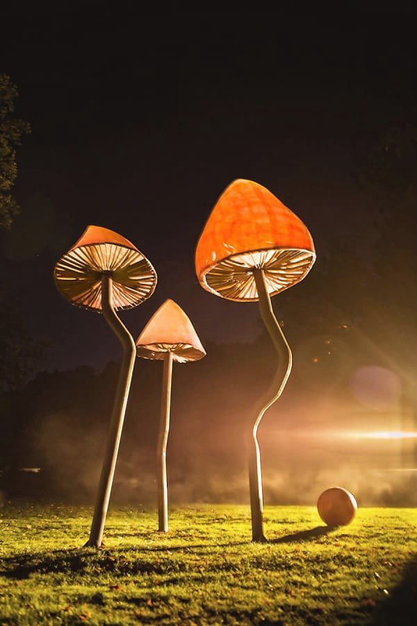 Takto vypadaly houby ještě na golfovém hřišti v Hluboké nad Vltavou.