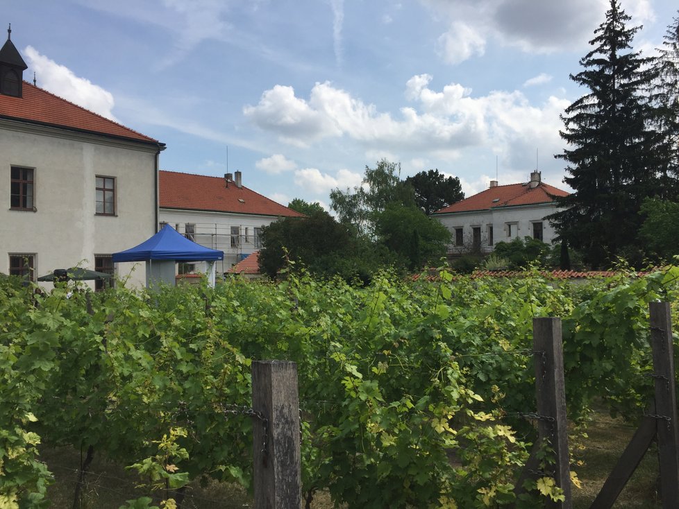 Ukrytá vinice v srdci církevních budov Vyšehradu