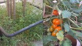 Červená rajčata místo psích výkalů? Na Žižkově se místní starají o zpustlé záhony před domy