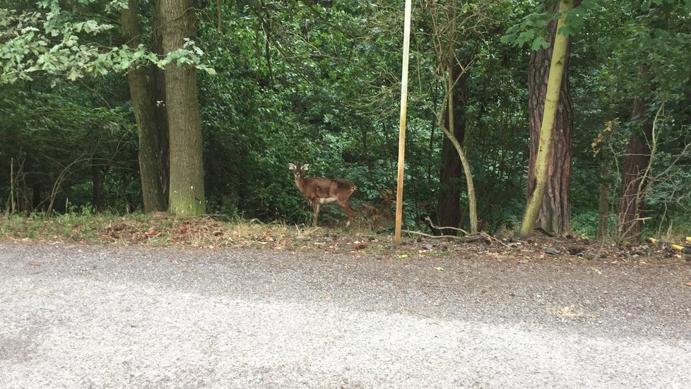 Zachráněná muflonka se rozhlíží po okolí. Pod kopcem v houští už na ni čekají staří známí.