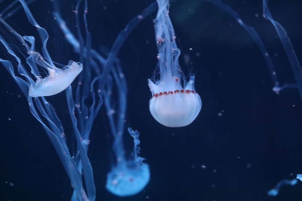 V OC Arkády Pankrác se otevřelo největší medúzárium v Evropě Svět medúz.