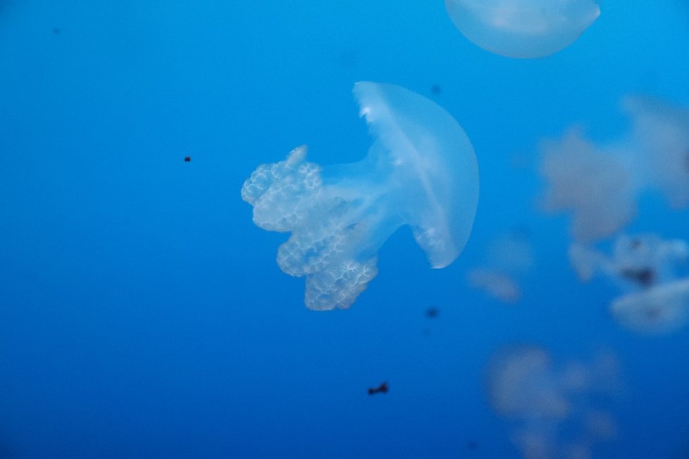 V OC Arkády Pankrác se otevřelo největší medúzárium v Evropě Svět medúz.