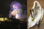 Pyrotechnika škodí ptákům. Záchranná stanice pro volně žijící živočichy měla perný večer.