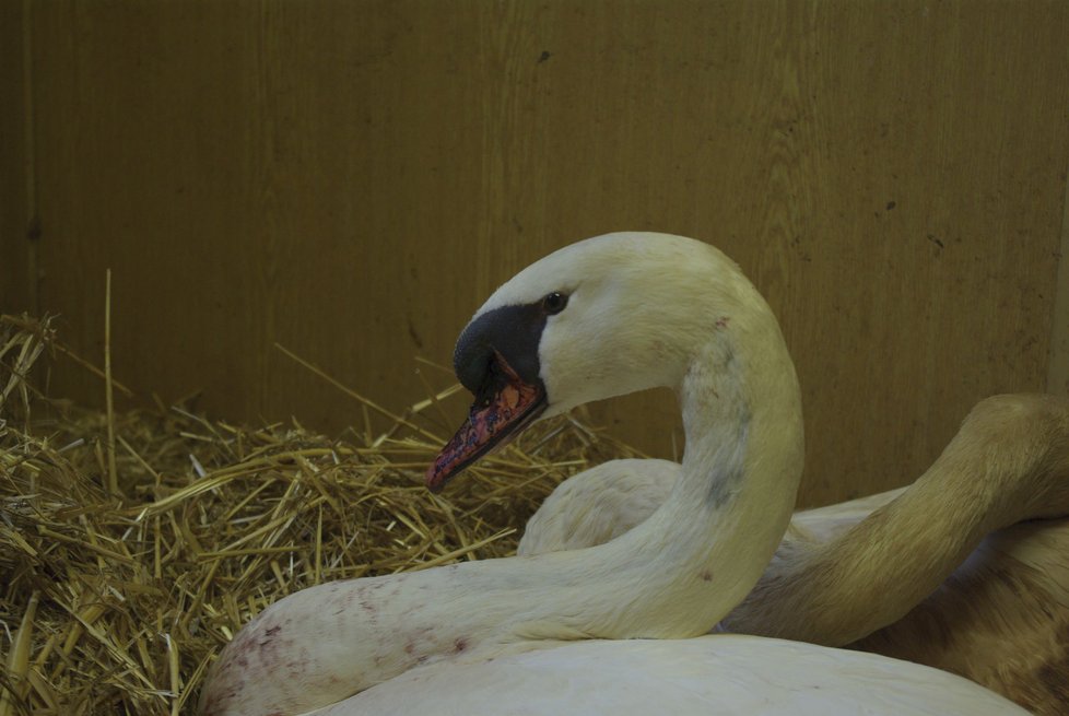 Záchranná stanice pro volně žijící živočichy v Praze se musela postarat o ptáky, kterým ublížily novoroční ohňostroje.