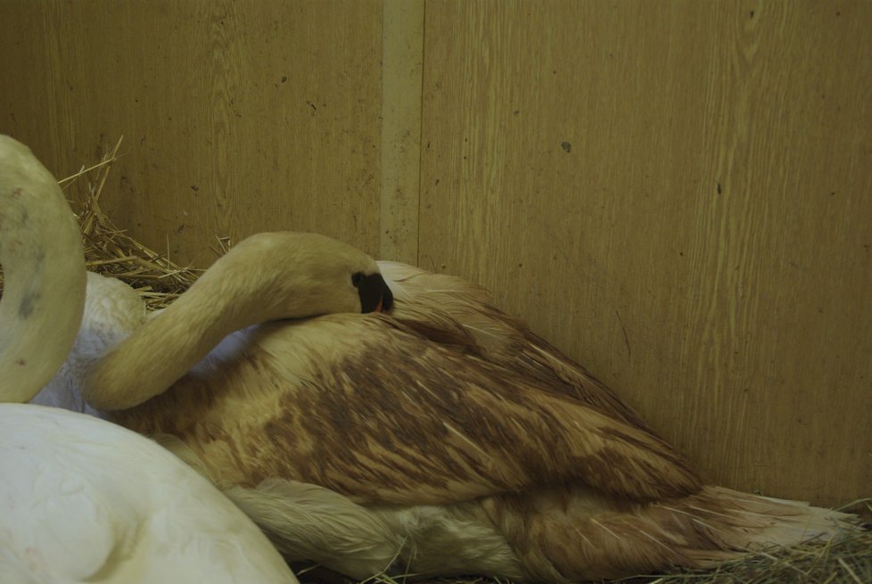 Záchranná stanice pro volně žijící živočichy v Praze se musela postarat o ptáky, kterým ublížily novoroční ohňostroje.