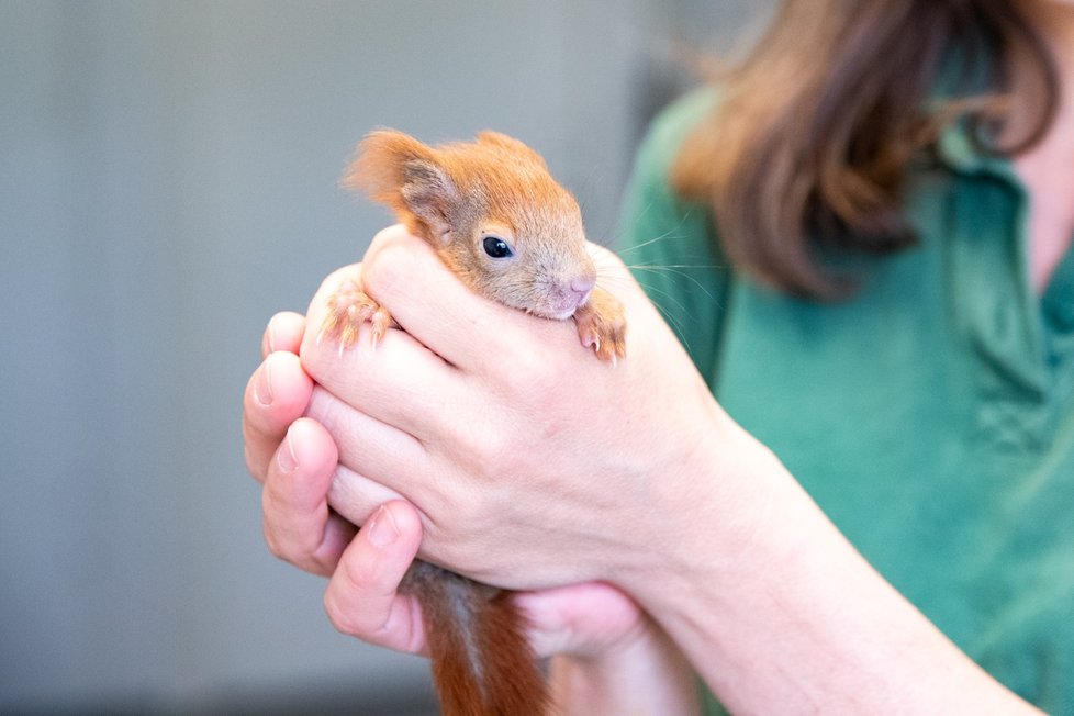 Na Den mláďat se návštěvníci zookoutku Malá Chuchle dozví o jejich životě ve velkoměstě.