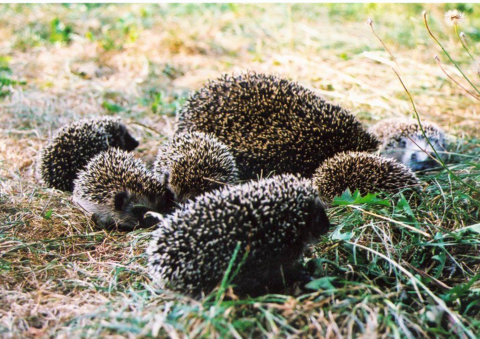 Ve čtvrtek se do Prokopského údolí vrátí mladí ježci.