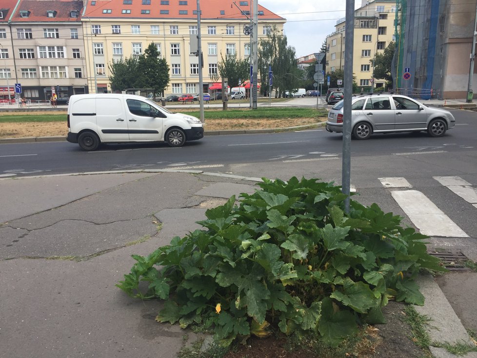 Na rušné křižovatce vyrostla dýně.