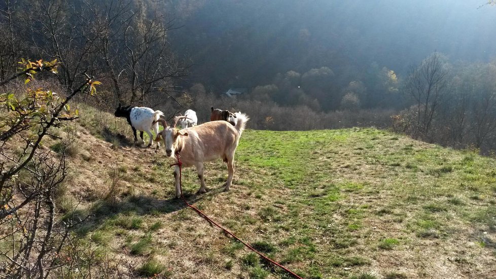 Kozy se pasou na stráních Šáreckého údolí.