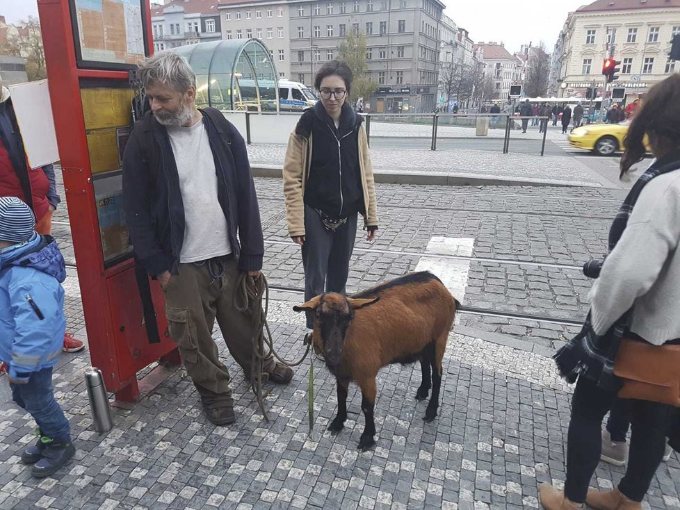 Na vyjížďku jezdí s těmi kozami, které na to mají náladu.