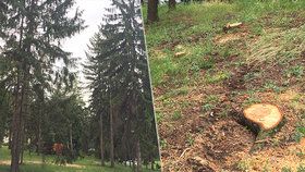V chráněných Riegrových sadech se kácelo: Stromy napadl kůrovec, smrky musely k zemi