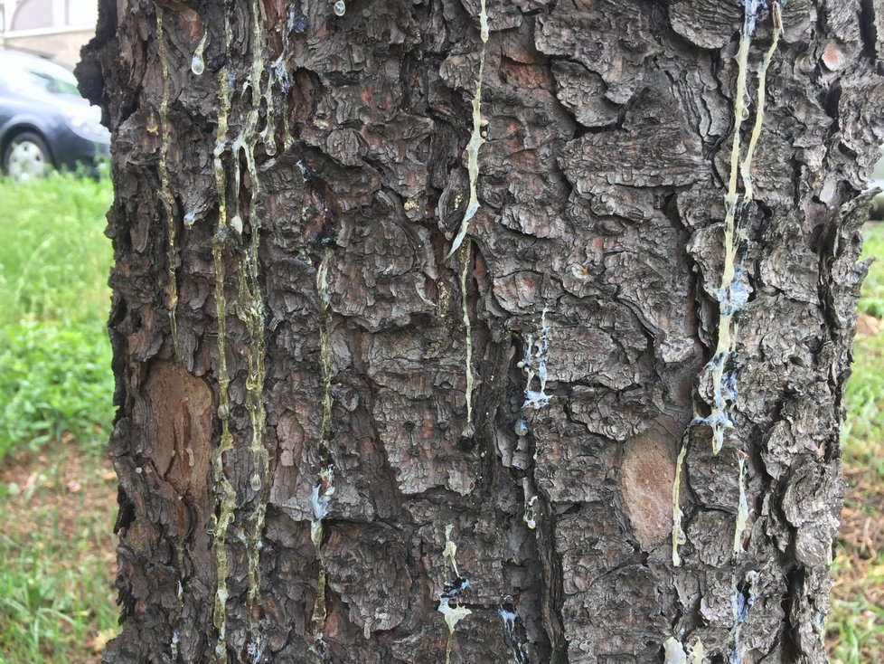 Některé ze stromů se proti broukům brání pryskyřicí. (07.06.2019)