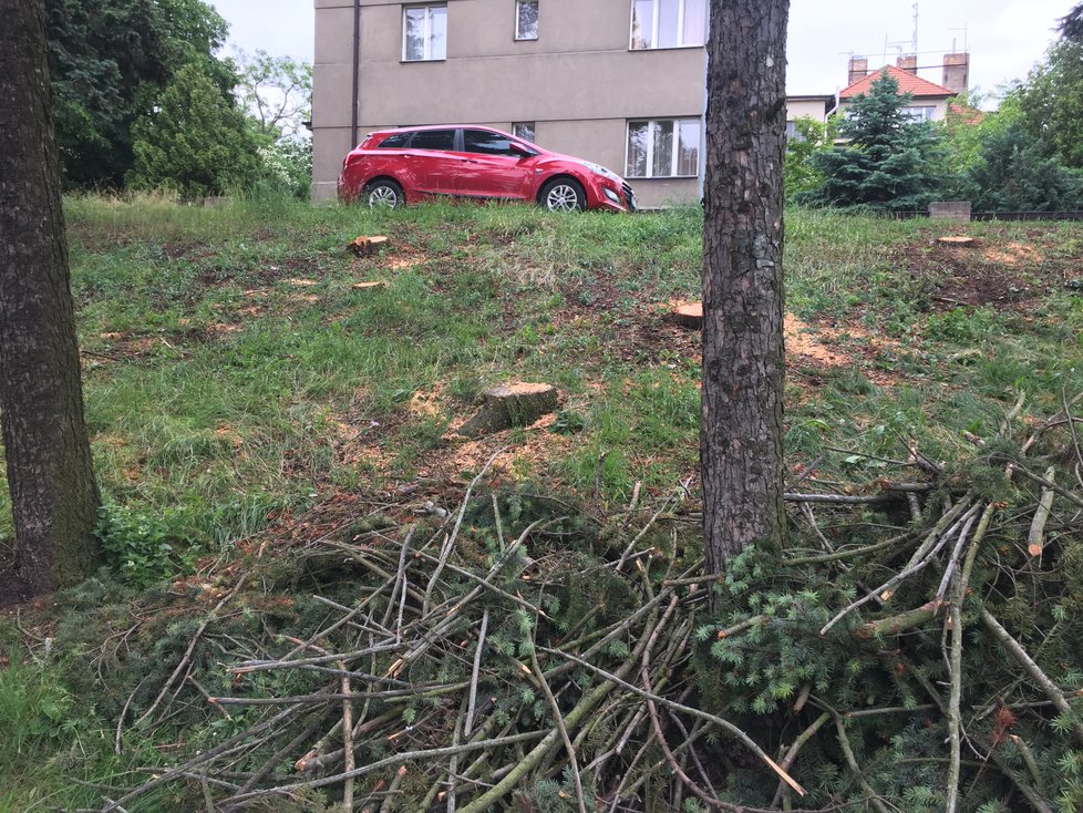 V ulici Na Ořechovce bylo pokáceno 21 stromů kvůli kůrovci.