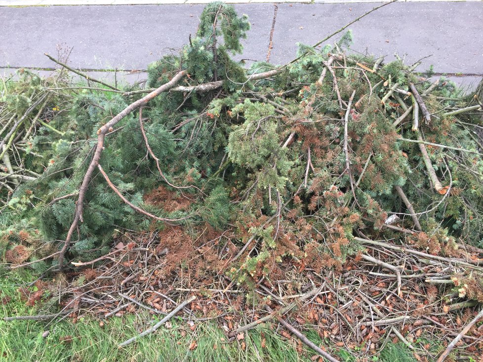 V Ulici Na Ořechovce bylo pokáceno 21 stromů kvůli kůrovci (7.6.2019)