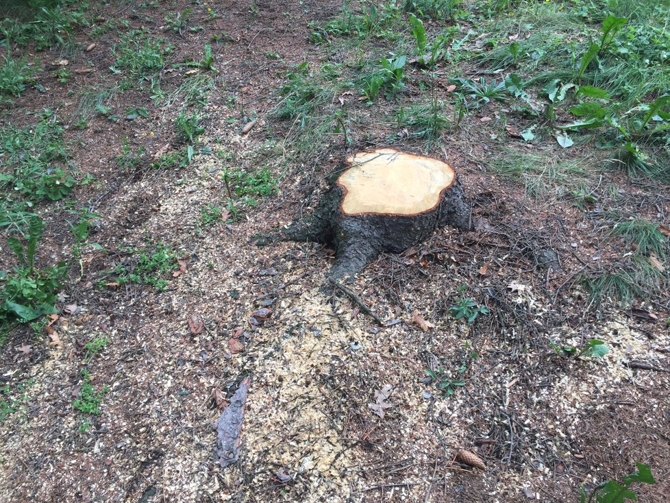 V Ulici Na Ořechovce bylo pokáceno 21 stromů kvůli kůrovci.