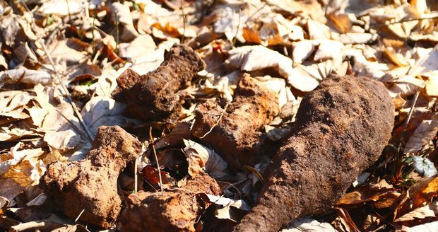 V části lesů Divoké Šárky se našlo pár kusů staré munice.