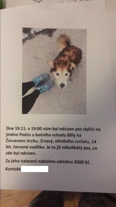 Pes jménem Pedro se ztratil u Billy na Červeném vrchu. Nyní je už doma v bezpečí.