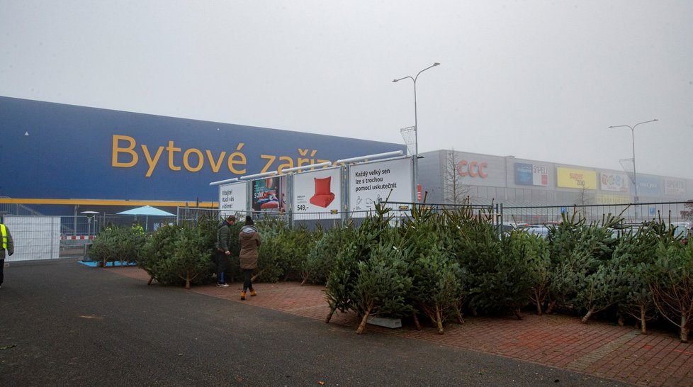 Vánoční stromečky je možné zakoupit u obchodního domu IKEA na Zličíně.