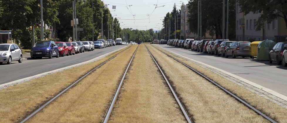 Mezi tramvajové koleje by se měly vysazovat rostliny vhodné pro suchá období.