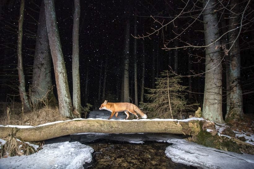 Bystrouška. Fotografie lišky, kterou zachytila fotopast, dostala zvláštní cenu Národního zemědělského muzea.