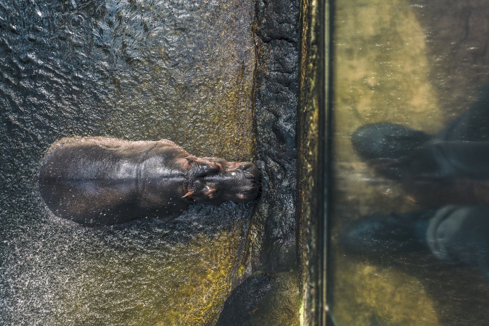Na návštěvě. Snímek hrocha ze zoo ve Wroclawi vyhrál kategorii Zvířata v lidské péči.