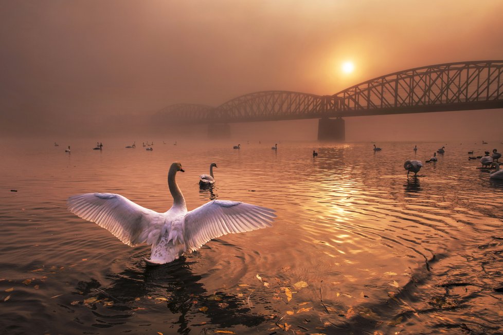 Pozdrav slunci. Fotografie nominovaná do kategorie Příroda v Praze.