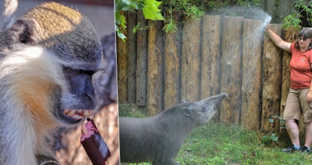 Ledová sprcha, hodně vody nebo zmrzlina: Chovatelé zoo a zoukoutku se během horka nezastaví