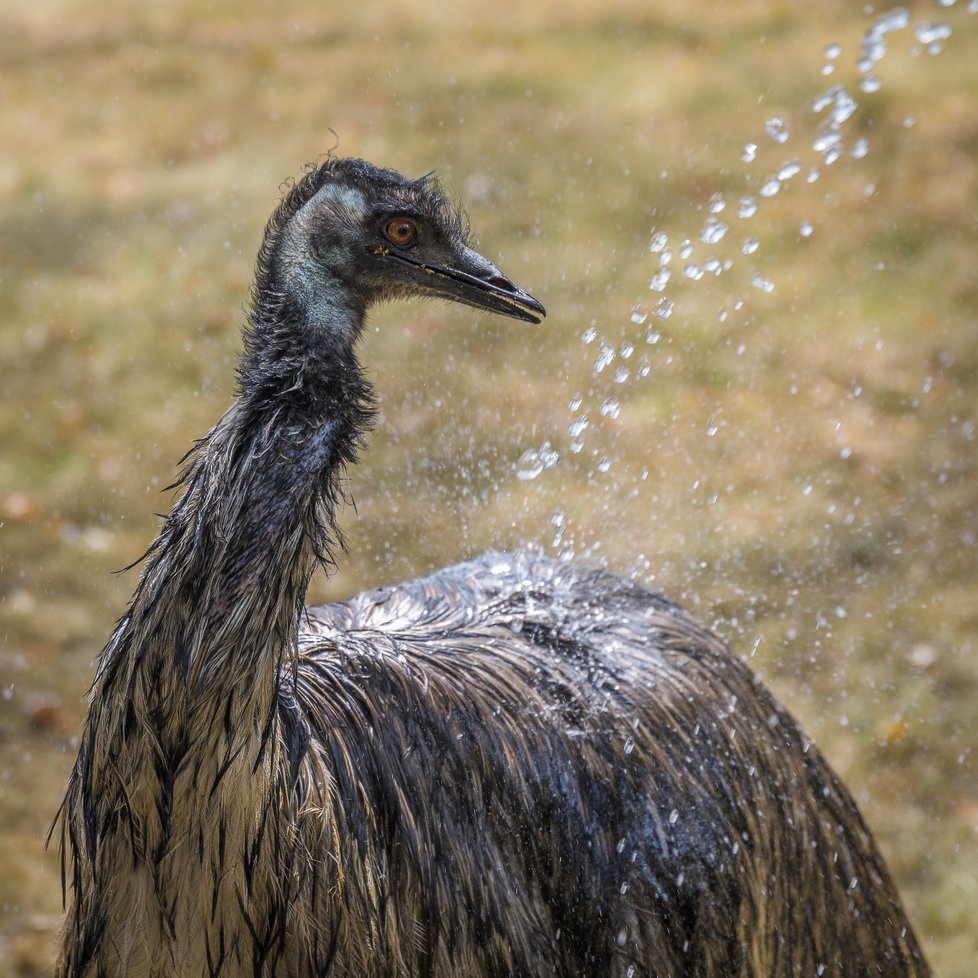 Emu si užívá sprchu.
