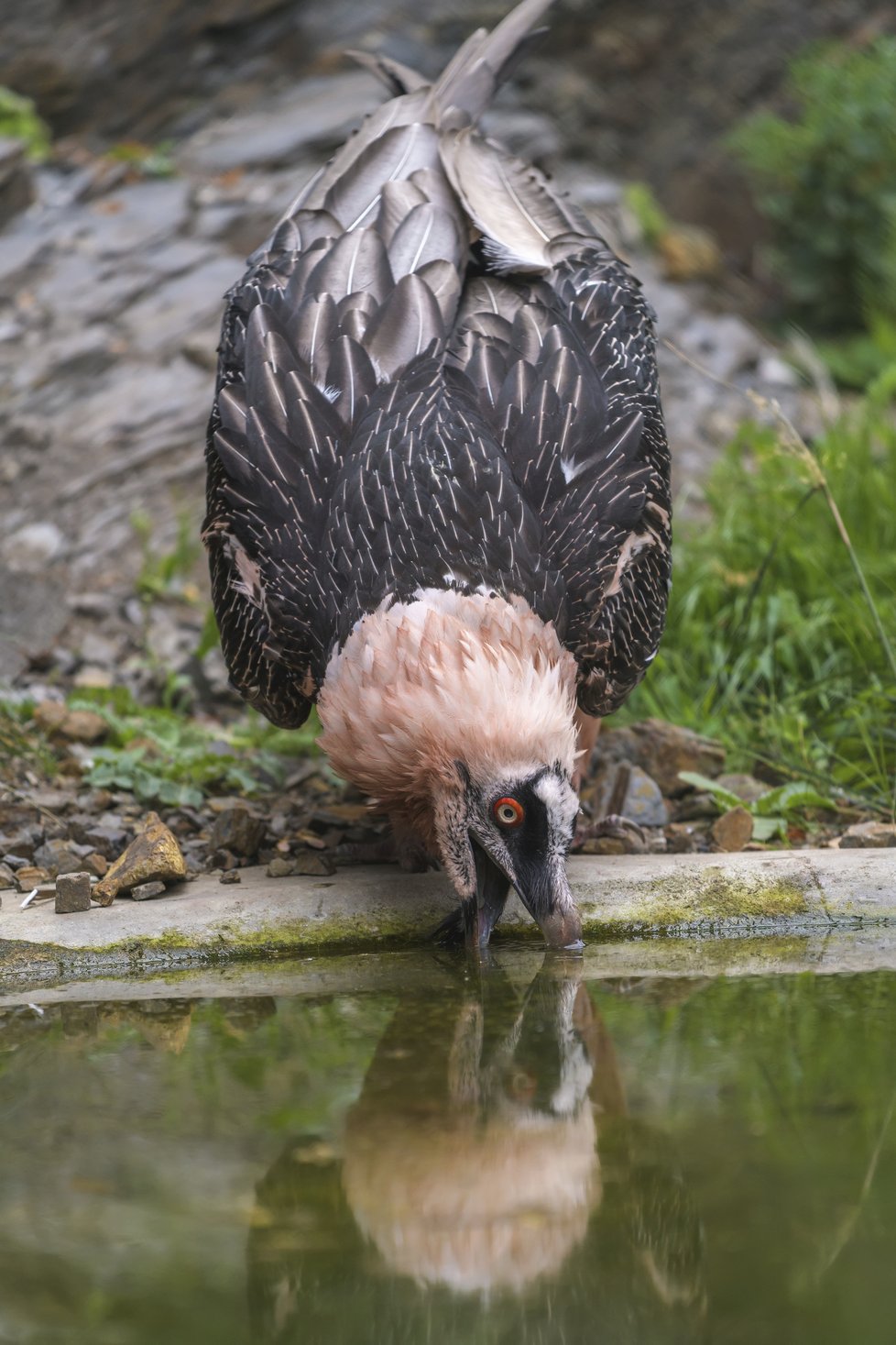 Zvířata v pražské Zoo teď přicházejí do kontaktu častěji.