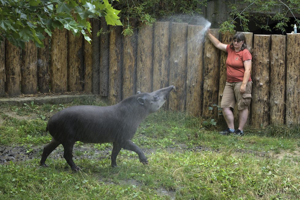 Zvířata v pražské Zoo teď přicházejí do kontaktu častěji.