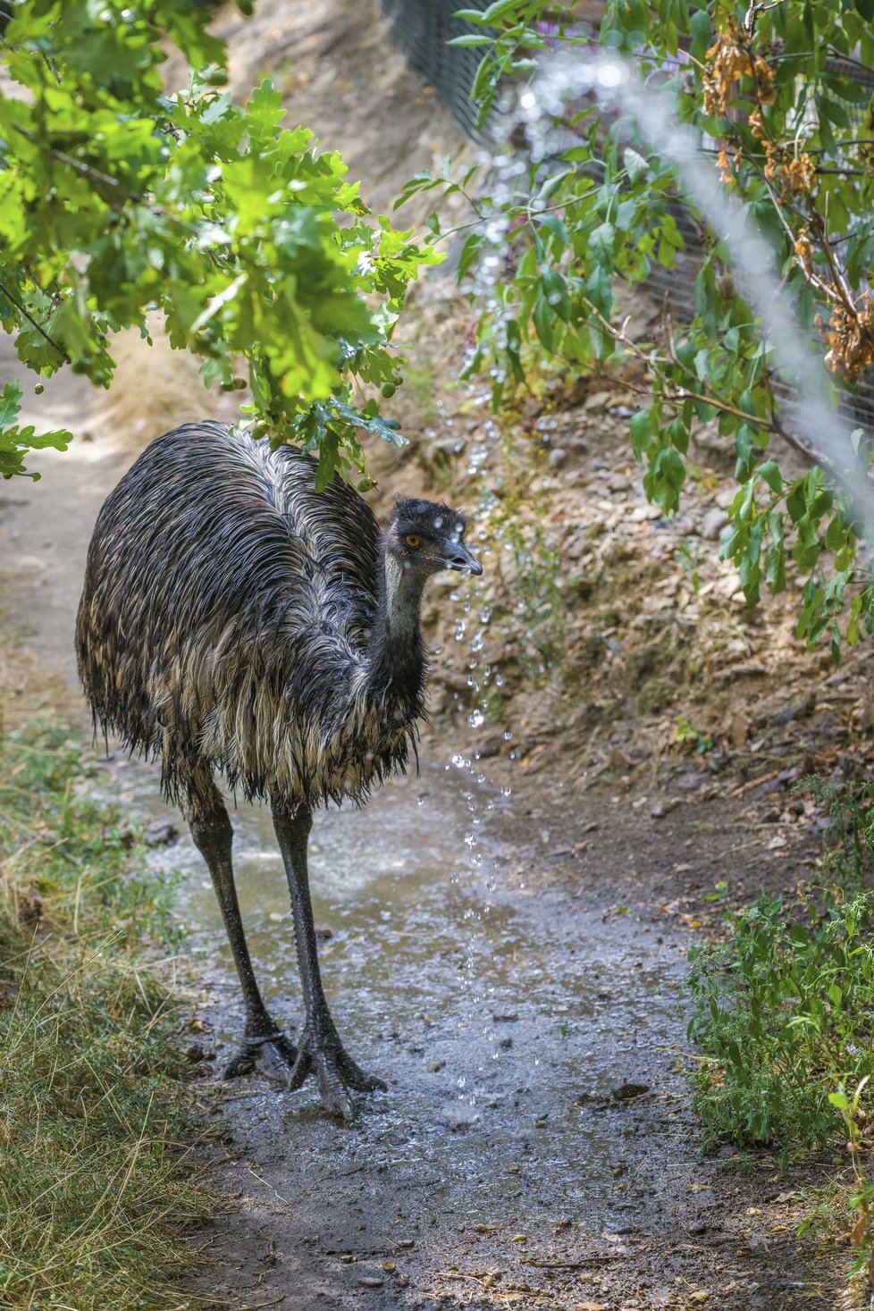 Emu si užívá sprchu.