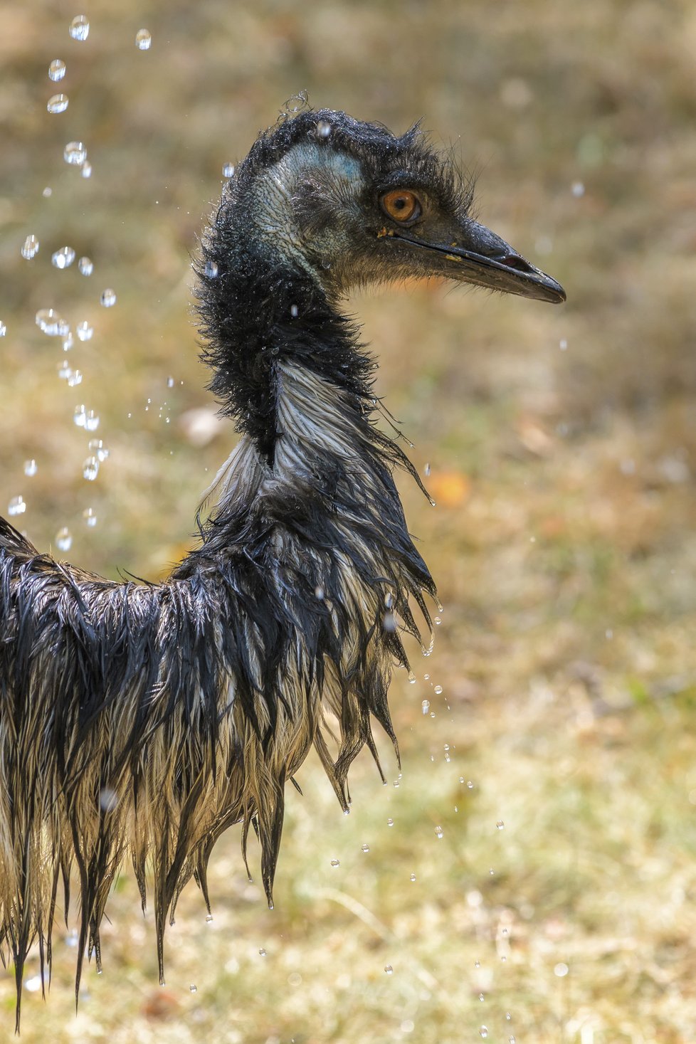 Emu si užívá sprchu.