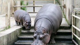 V Zoo Praha zemřela hroší celebrita Slávek. Povodně v roce 2002 statečně přečkal v areálu Zoo.