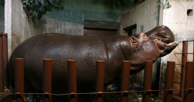 V Zoo Praha zemřela hroší celebrita Slávek. Povodně v roce 2002 statečně přečkal v areálu Zoo.