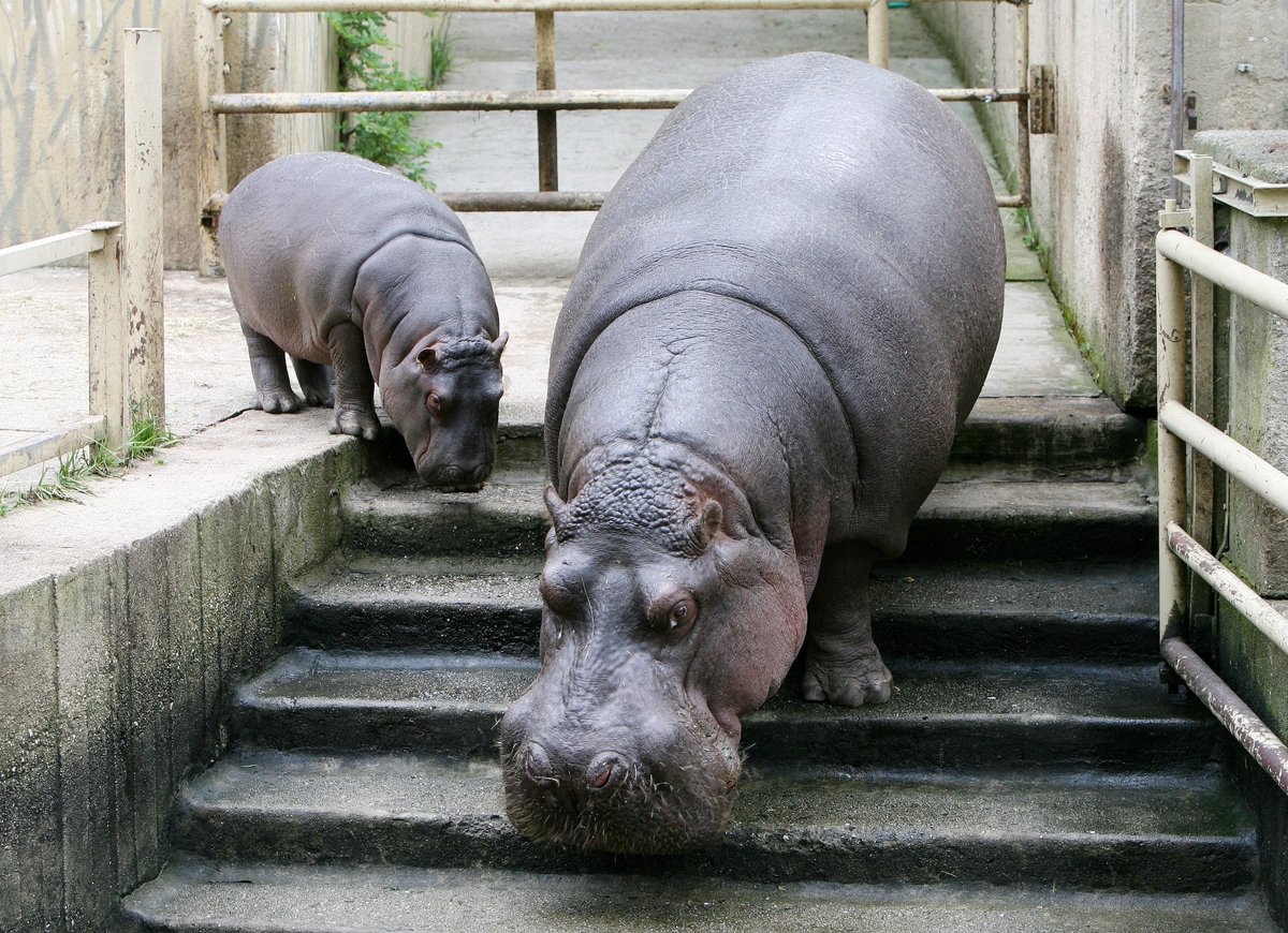 V Zoo Praha zemřela hroší celebrita Slávek. Povodně v roce 2002 statečně přečkal v areálu Zoo.