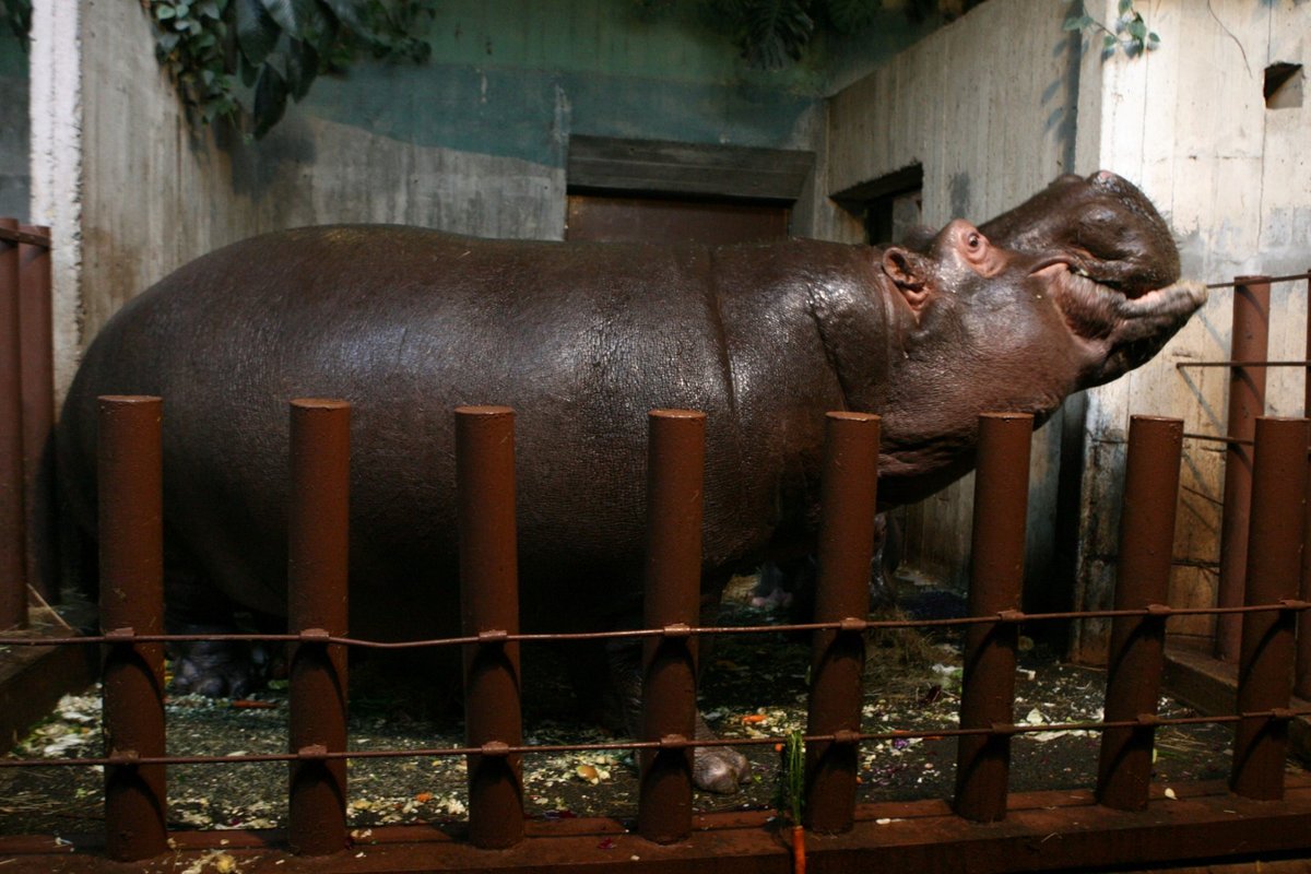 V Zoo Praha zemřela hroší celebrita Slávek. Povodně v roce 2002 statečně přečkal v areálu Zoo.