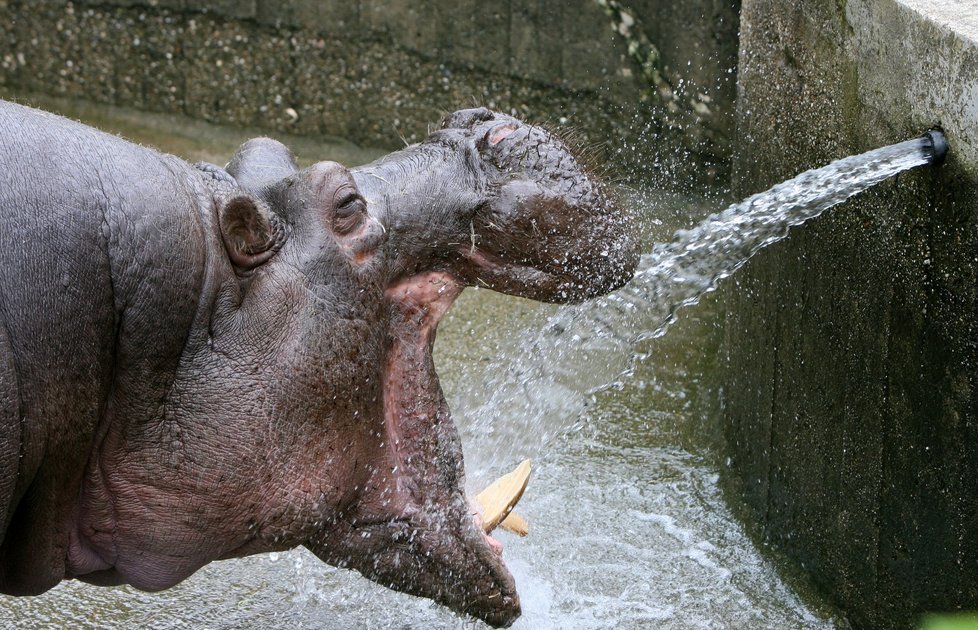 V Zoo Praha zemřela hroší celebrita Slávek. Povodně v roce 2002 statečně přečkal v areálu Zoo.