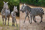 V Zoo Praha mají nově dvě ojedinělé zebry bezhřívé.