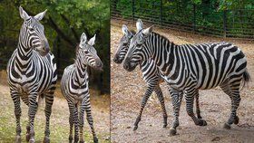 Vzácnost v pražské zoo: Nový domov tu našly hříbě Kevin a klisna Klea, ohrožené zebry bezhřívé