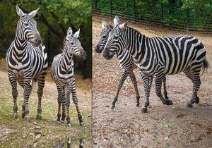 V Zoo Praha mají nově dvě ojedinělé zebry bezhřívé.