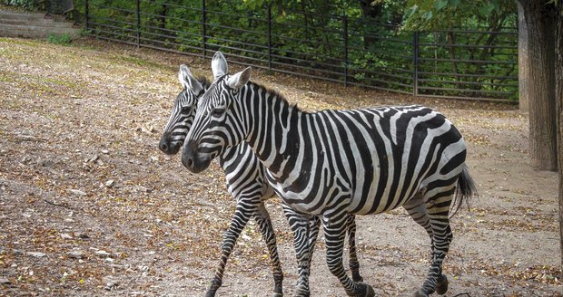 Ve volnosti může podle odhadů žít pouze několik tisíc jedinců zebry bezhřívé, v zoologických zahradách po celém světě pak celkem 39 kusů, z toho 22 v České republice.